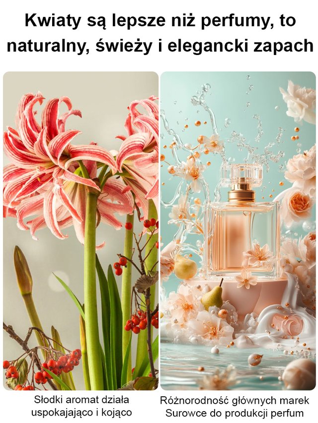 Silnie pachnące, całoroczne, kwitnące cebule amarylisów