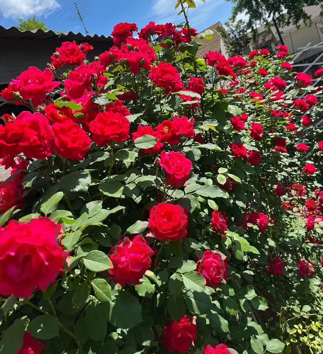 🌺Nasiona róży pnącej