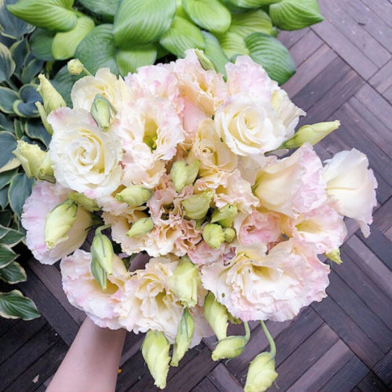 🔥Ostatni dzień wyprzedaży💝Eustoma Thornless Rose💐Lisianthus Seeds