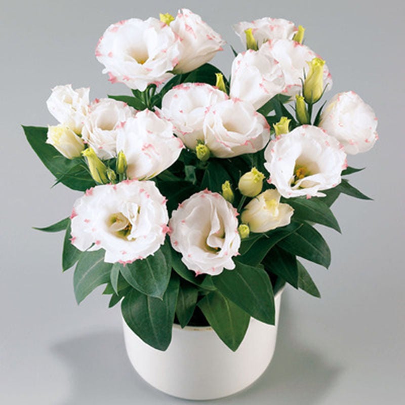 🔥Ostatni dzień wyprzedaży💝Eustoma Thornless Rose💐Lisianthus Seeds