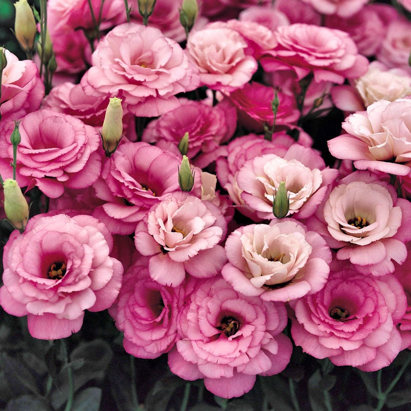 🔥Ostatni dzień wyprzedaży💝Eustoma Thornless Rose💐Lisianthus Seeds