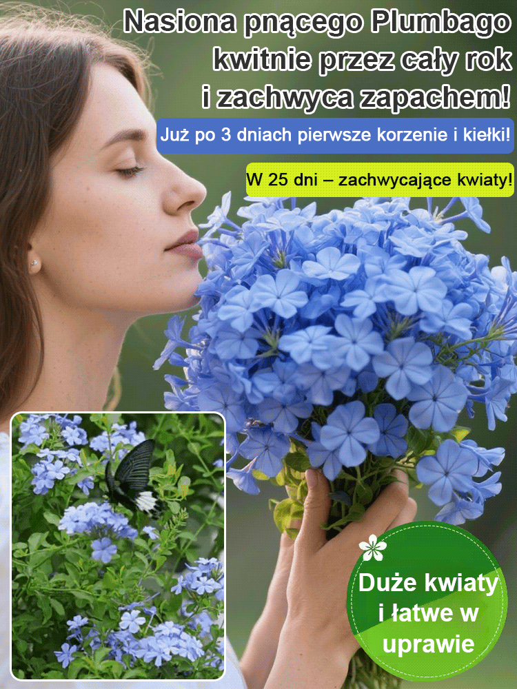 [Pachnące przez tysiące mil] Nasiona pnącza o czterech sezonach kwitnienia: niebieski kwiat śniegu