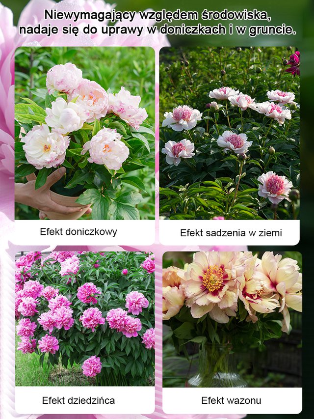 [Nasiona piwonii dwupłatkowej] Jedno nasiono, morze kwiatów