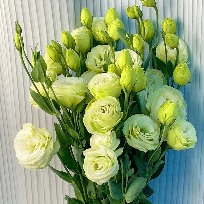 🔥Ostatni dzień wyprzedaży💝Eustoma Thornless Rose💐Lisianthus Seeds