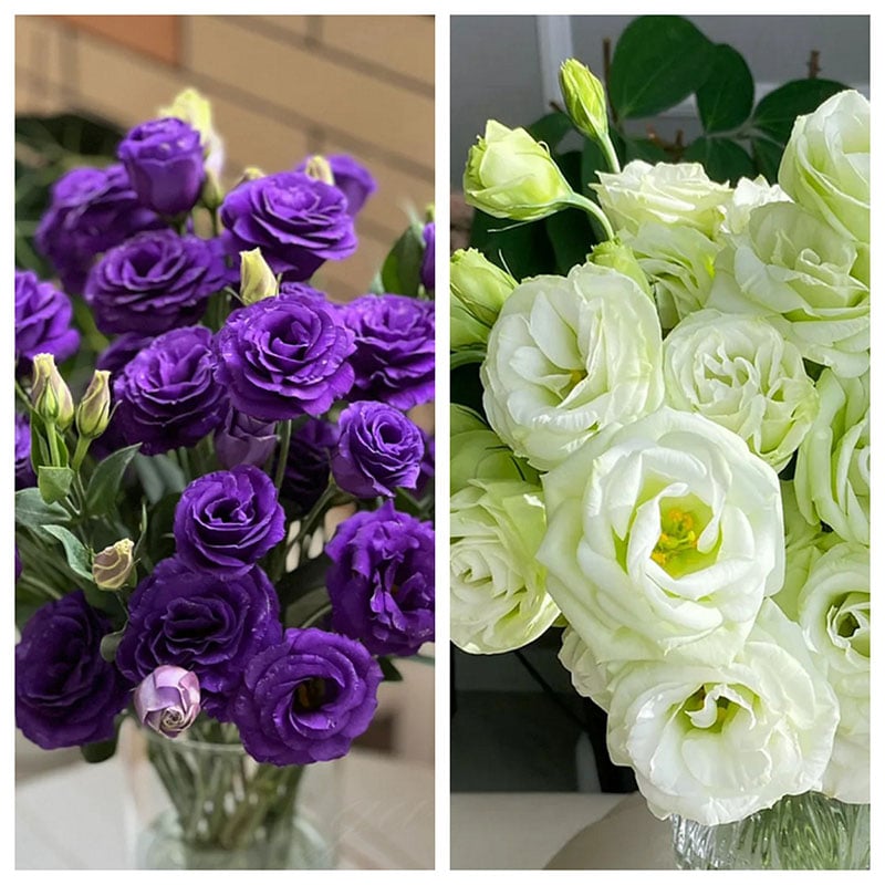 🔥Ostatni dzień wyprzedaży💝Eustoma Thornless Rose💐Lisianthus Seeds
